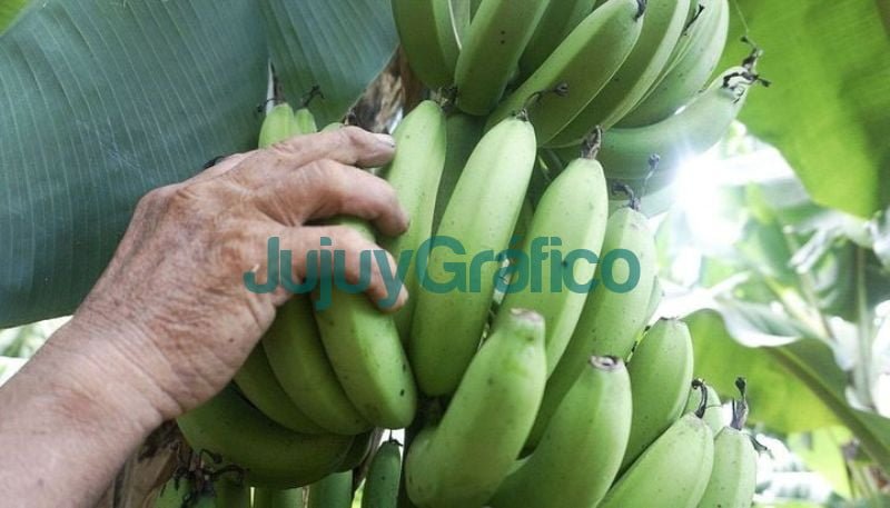 Aumento el cultivo jujeno de banana 1