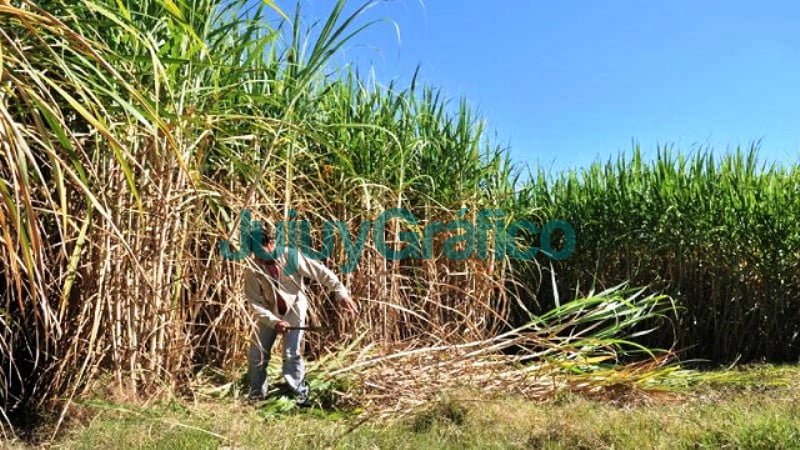 Cañeros de Jujuy y Salta alertan que se perderán miles de puestos de trabajos 3 Caneros azucareros