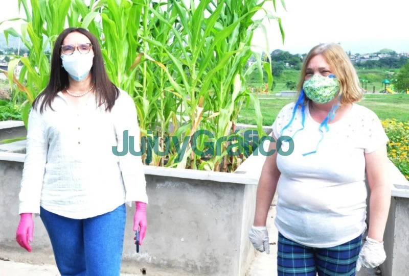 Donación de cosecha orgánica al Hogar Guillermón 7 Donacion de cosecha organica al Hogar Guillermon