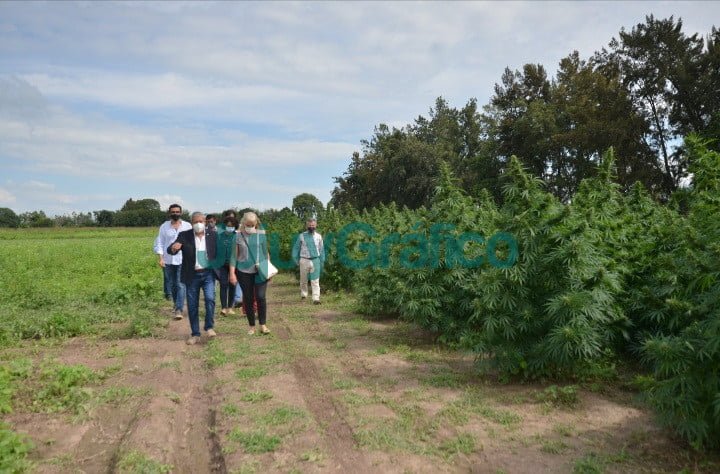 Liliana Fellner paseo la plantacion de marihuana de la empresa Cannava 1