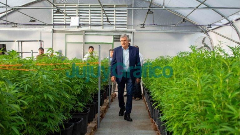 Morales calcula iniciar en septiembre la venta de aceite de cannabis en farmacias 3