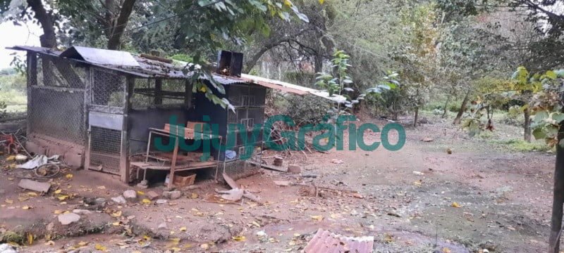 24 aves son rescatadas en San Salvador de Jujuy 4 24 aves son rescatadas en San Salvador de Jujuy 1