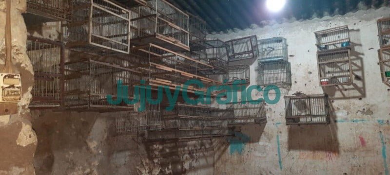 24 aves son rescatadas en San Salvador de Jujuy 2 24 aves son rescatadas en San Salvador de Jujuy 2