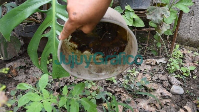 El riesgo de dengue aumenta con Aedes Aegypti en la casa 6 El riesgo de dengue aumenta con Aedes aegypti en la casa