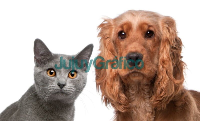 Gato y perro