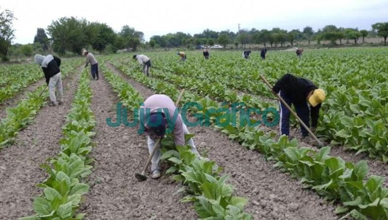 Tabacaleros lograron que les condonen deudas luego de movilizarse 5 Tabacaleros