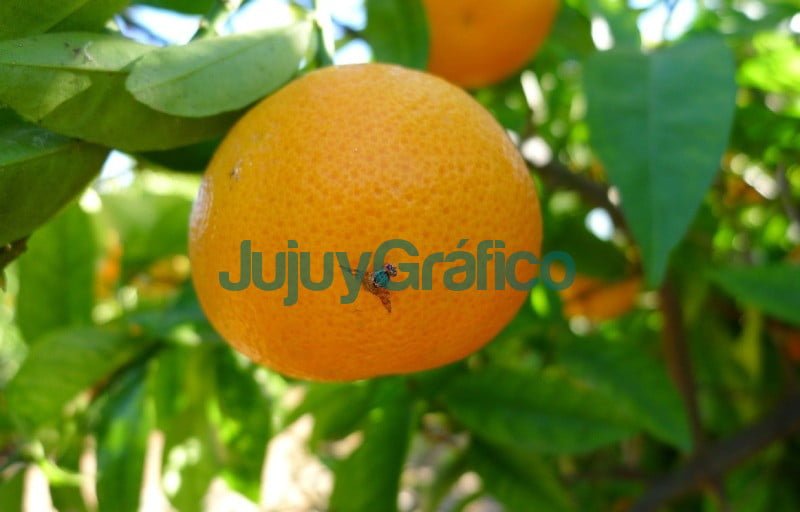 Buscan controlar la plaga de moscas de los frutos 1 mosca de las frutas