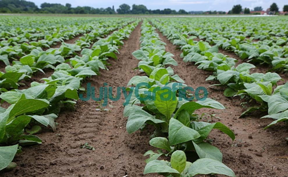 Precio del Tabaco Acuerdo histórico con Aumento del 345% para el B1F