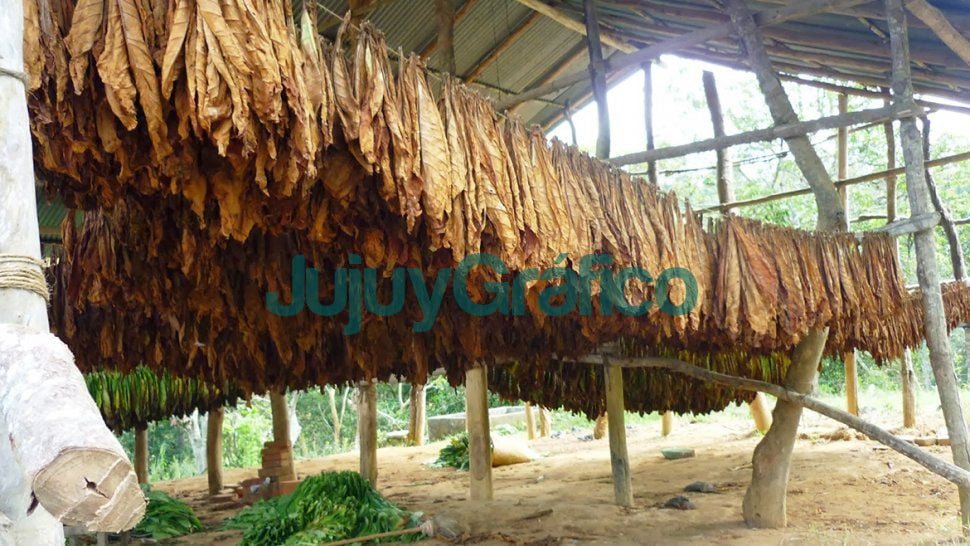 Transfirieron 545 millones de pesos al Fondo Especial del Tabaco 10 tabaco jujeno