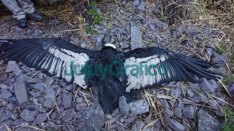 Intenso operativo rastrillaje para la busqueda de ejemplares de condor andino 3