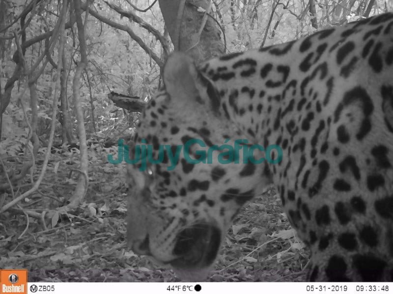 Se avistaron dos nuevos yaguaretés en bosques protegidos de Jujuy 2 Se avistaron dos nuevos yaguaretes en bosques protegidos de Jujuy 1