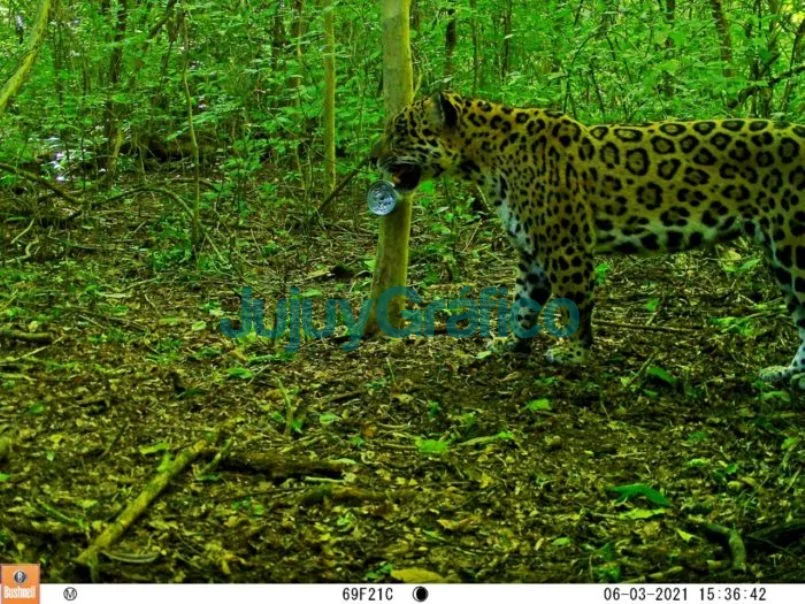 Se avistaron dos nuevos yaguaretés en bosques protegidos de Jujuy 9 Se avistaron dos nuevos yaguaretes en bosques protegidos de Jujuy 2