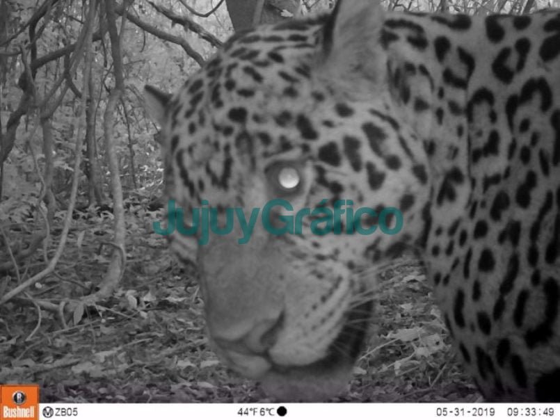 Se avistaron dos nuevos yaguaretés en bosques protegidos de Jujuy 3 Se avistaron dos nuevos yaguaretes en bosques protegidos de Jujuy 3