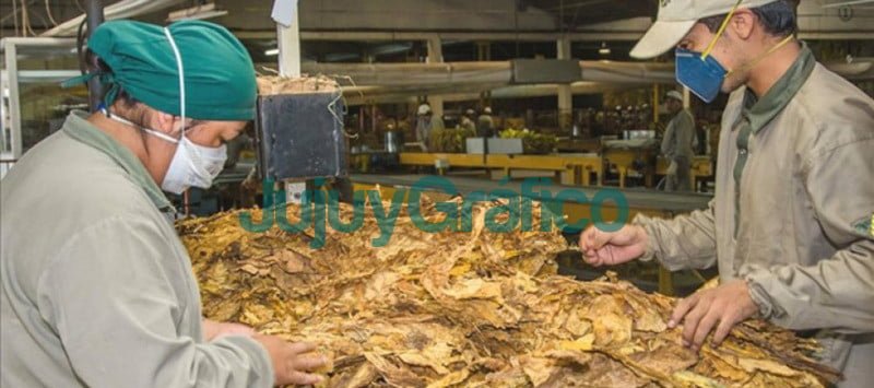 Tabacaleros liquidarán un 40% a su beneficio 4 tabacaleros 1