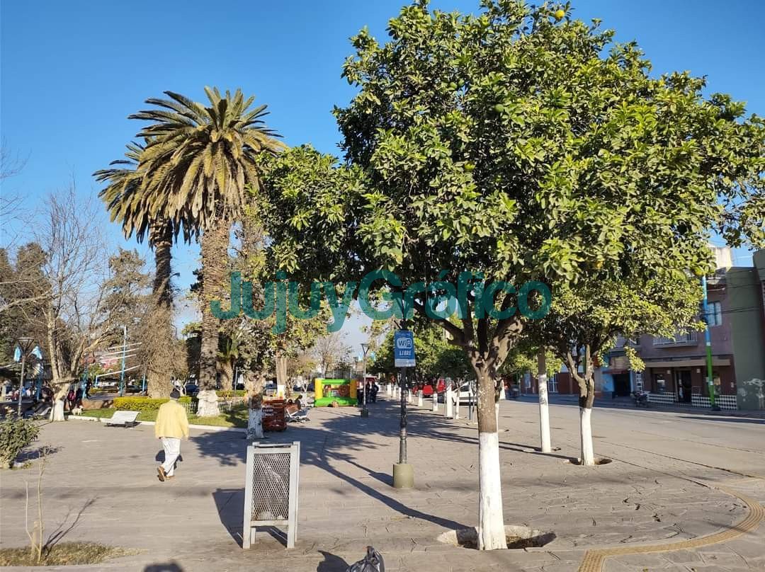 Quieren injertar árboles frutales en la Plaza San Martín de Perico 1 Quieren plantar arboles frutales en la Plaza San Martin de Perico 3
