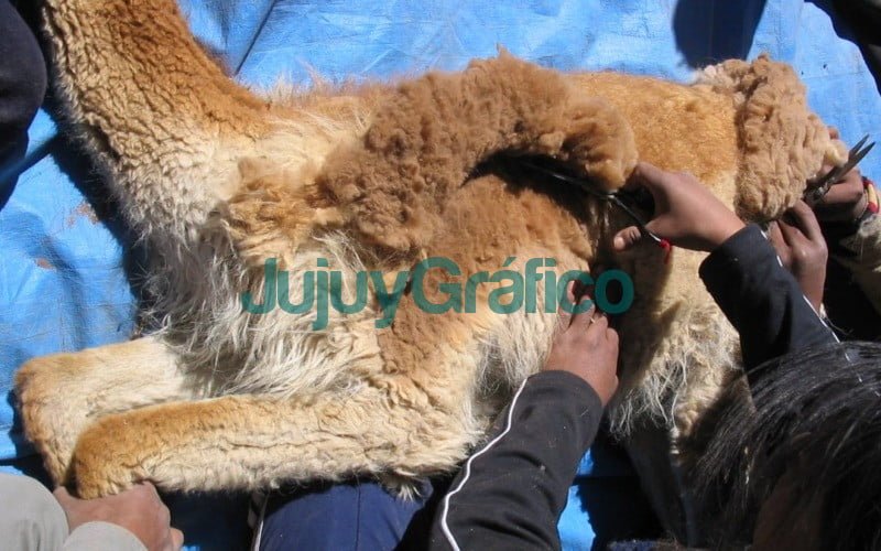 Fibra de vicuña rumbo a la industria textil de Italia 5 vicunas esquila