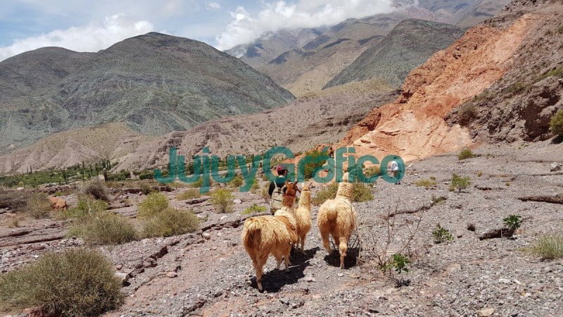 paseo de llamas por Purmamarca