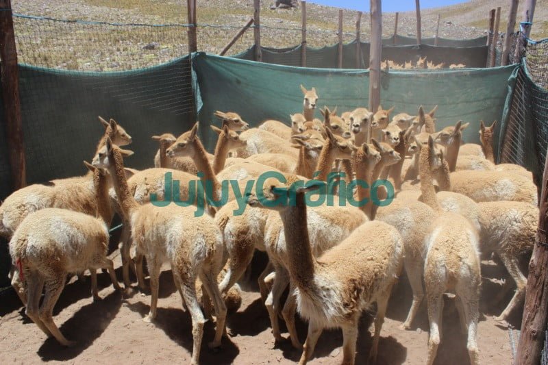 vicuñas