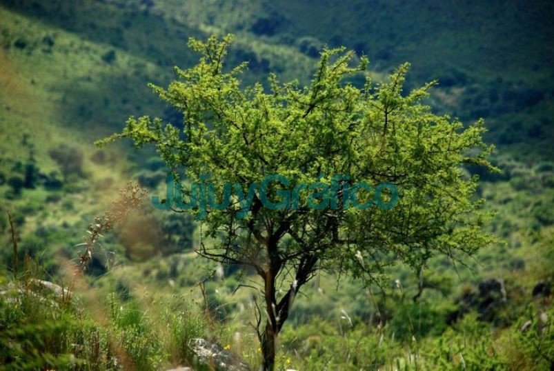 Casi $20 millones se distribuirán en Jujuy para conservar bosques nativos 1 Bosques Nativos Jujuy