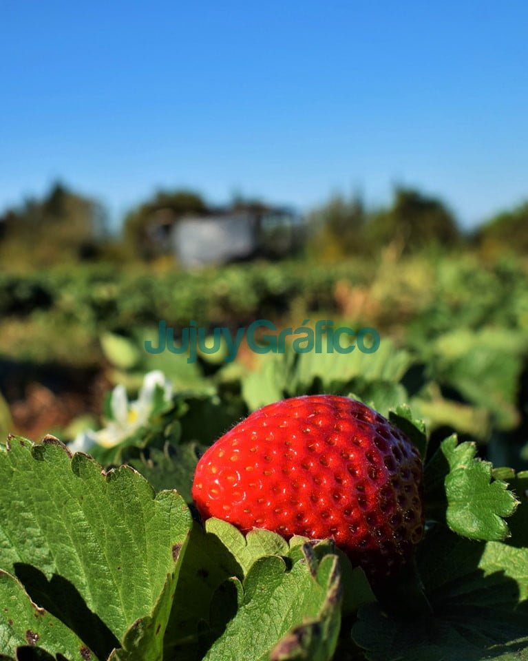 Jujuy es la cuarta provincia productora de frutilla 4 Jujuy es la cuarta provincia productora de frutilla 1