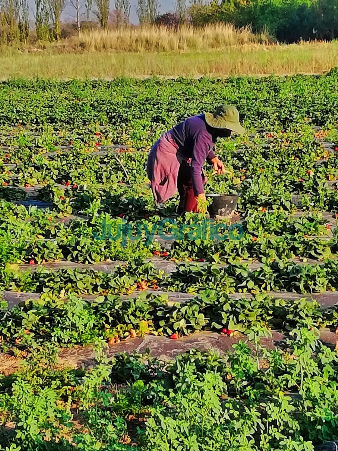 Jujuy es la cuarta provincia productora de frutilla 3 Jujuy es la cuarta provincia productora de frutilla 2