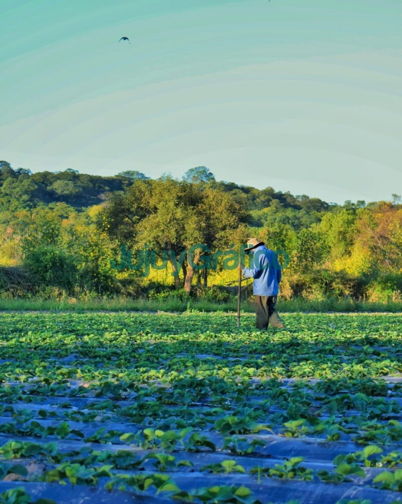 Jujuy es la cuarta provincia productora de frutilla 2 Jujuy es la cuarta provincia productora de frutilla 4