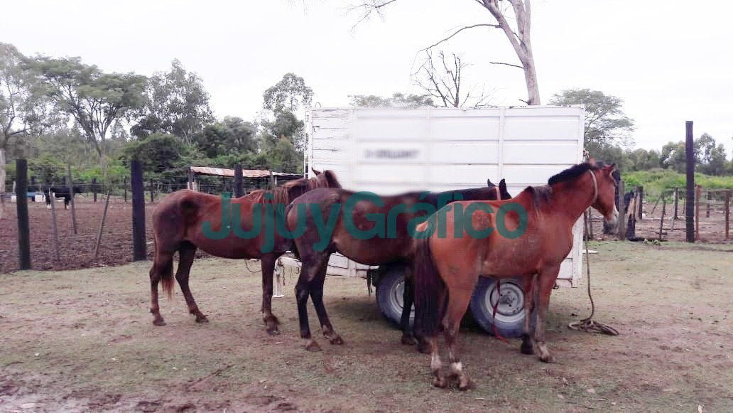 Segundo remate de animales del Juzgado Contravencional Nº 1 1 Segundo remate de animales del Juzgado Contravencional No 1 2