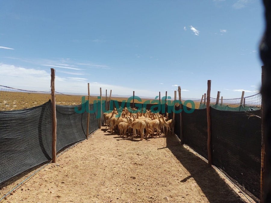 Positivo balance de la esquila de vicuñas: 36 chakus en 2022 2 Temporada de chaccu Esquila Sustentable de Vicuna en Silvestria 2