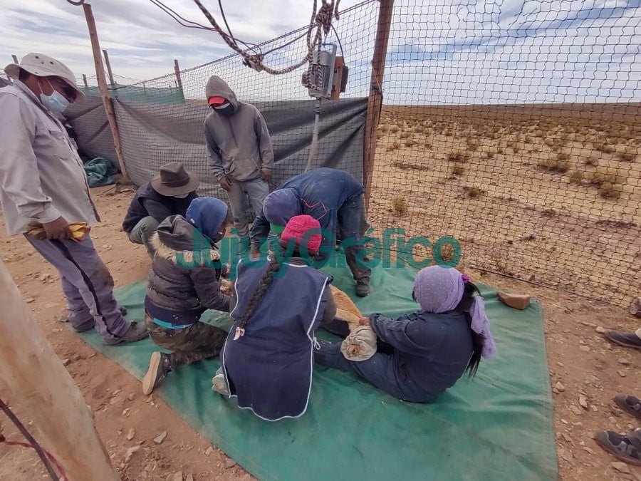 Temporada de chaccu: Esquila Sustentable de Vicuña en Silvestría 2 Temporada de chaccu Esquila Sustentable de Vicuna en Silvestria 3