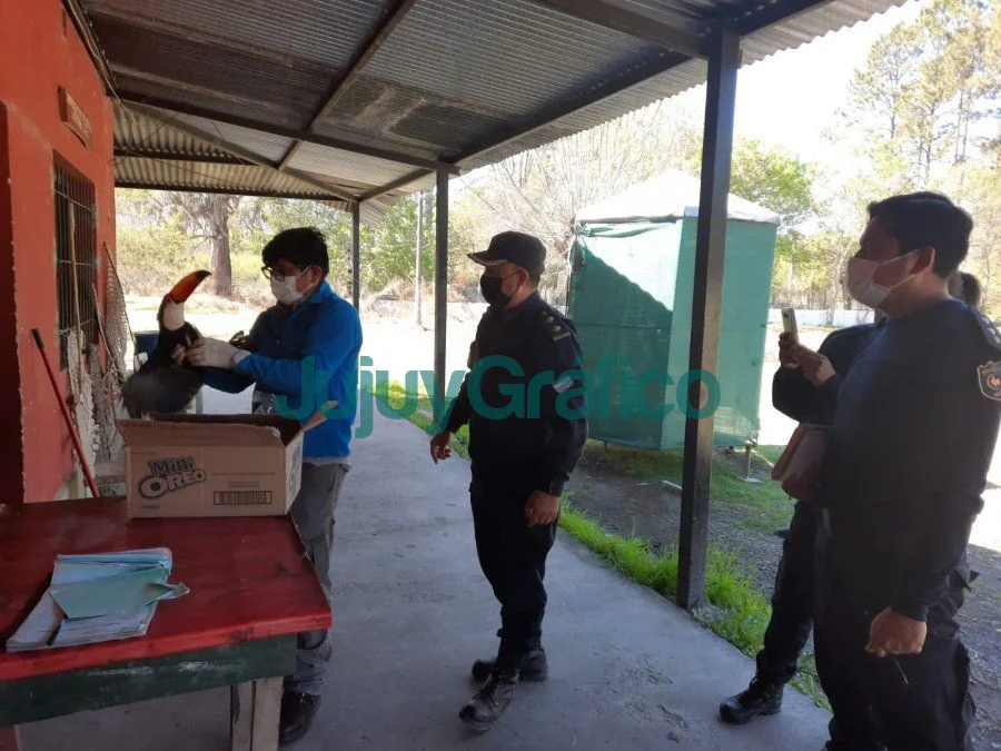 Tucán con herida por arma de fuego es asistido en el CAFAJu 5 Tucan con herida por arma de fuego es asistido en el CAFAJu 1