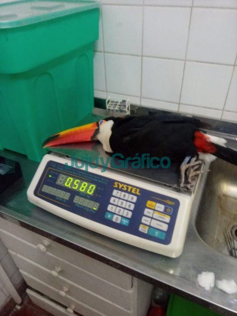 Tucán con herida por arma de fuego es asistido en el CAFAJu 3 Tucan con herida por arma de fuego es asistido en el CAFAJu 3