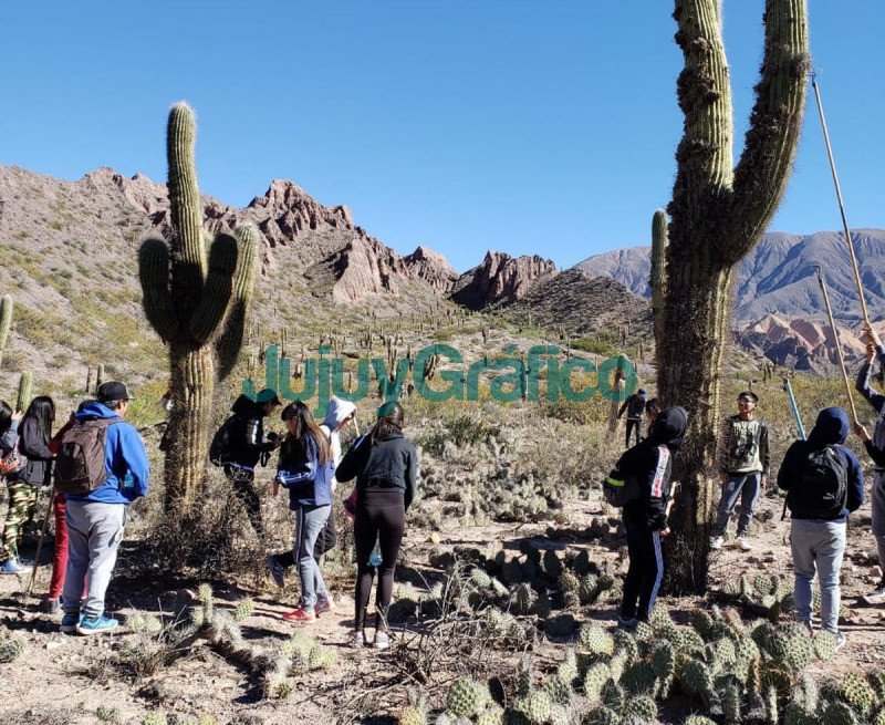 35 hectáreas de cardones fueron remediadas en Maimará 2 35 hectareas de cardones fueron remediadas en Maimara 2