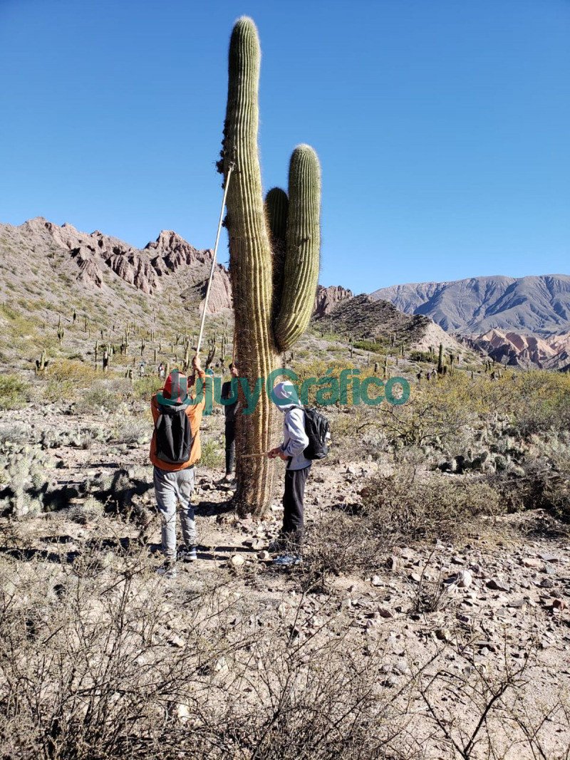 35 hectáreas de cardones fueron remediadas en Maimará 2 35 hectareas de cardones fueron remediadas en Maimara 5
