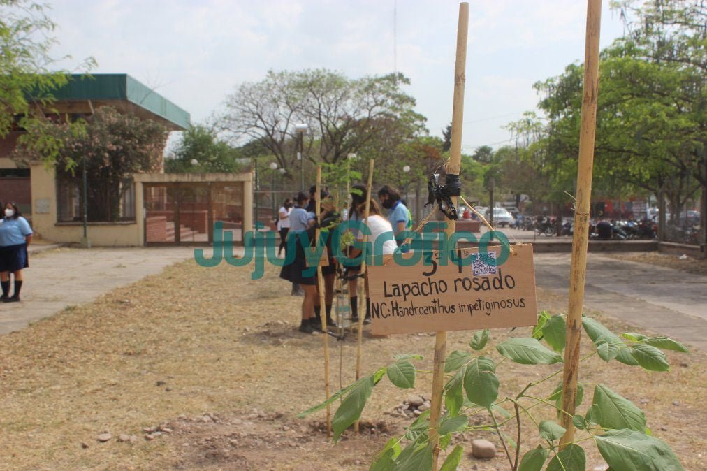 Escuelas de San Pedro plantaran 714 arboles nativos 5