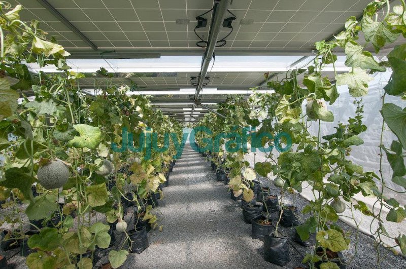 Invernaderos Solares, el futuro de la energía agrovoltaica 2 Invernaderos Solares el futuro de la energia agrovoltaica 2