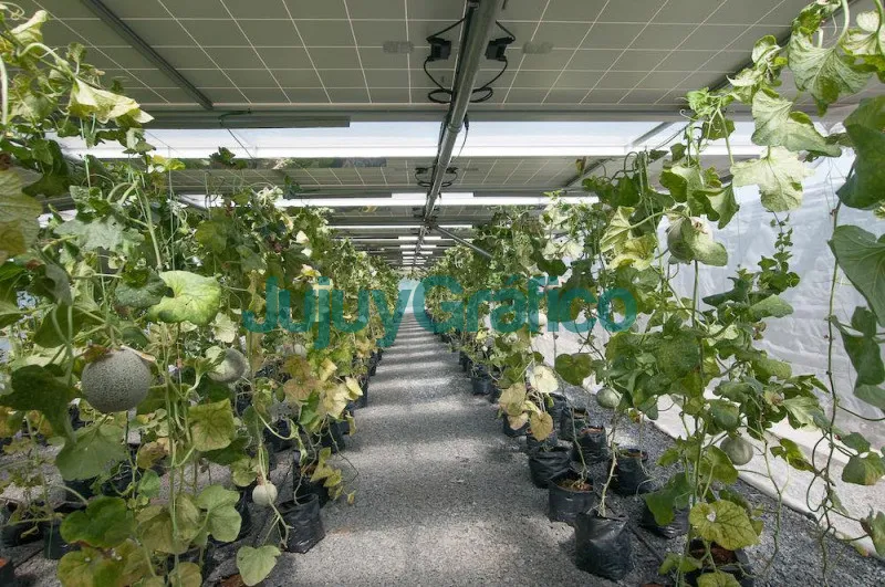 Invernaderos Solares, el futuro de la energía agrovoltaica 1 Invernaderos Solares el futuro de la energia agrovoltaica 2