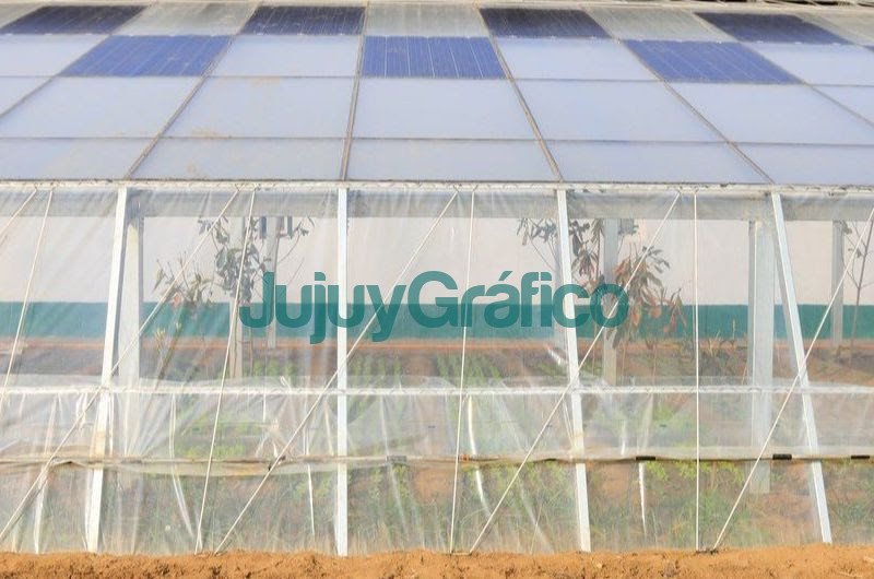 Invernaderos Solares, el futuro de la energía agrovoltaica 2 Invernaderos Solares el futuro de la energia agrovoltaica 3