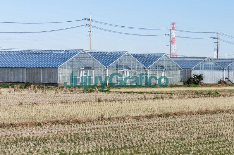 Invernaderos Solares, el futuro de la energía agrovoltaica 3 Invernaderos Solares el futuro de la energia agrovoltaica 4