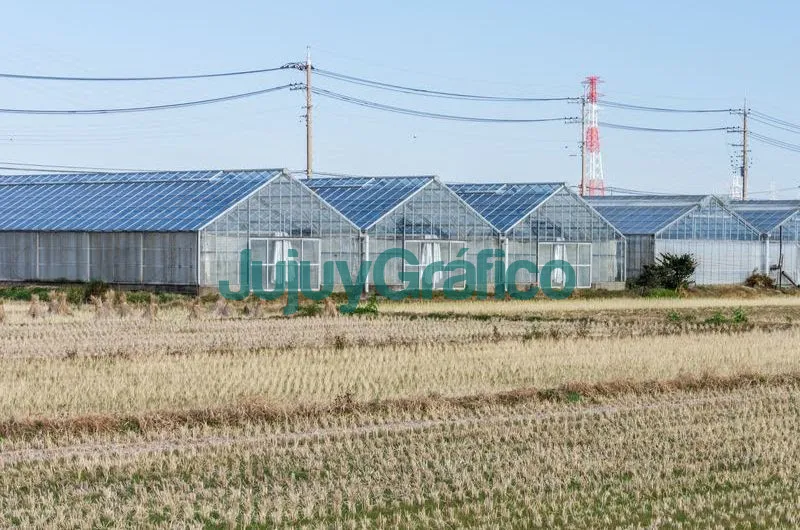 Invernaderos Solares, el futuro de la energía agrovoltaica 3 Invernaderos Solares el futuro de la energia agrovoltaica 4