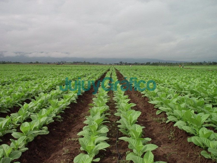 Jujuy logro destrabar 210 millones para tabacaleros