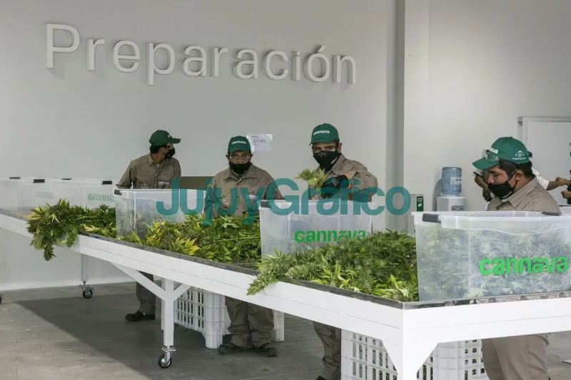 Nuevo Complejo fraccionador de marihuana medicinal de Cannava 1 Nuevo Complejo fraccionador de marihuana medicinal de Cannava 1