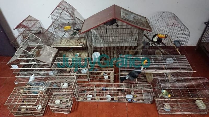 Rescate de 24 aves silvestres autoctonas en San Pedro 1