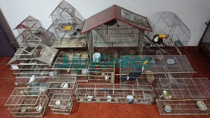 Rescate de 24 aves silvestres autóctonas en San Pedro 1 Rescate de 24 aves silvestres autoctonas en San Pedro 1