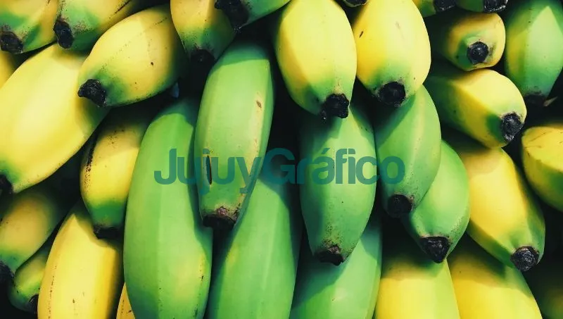 Producción de bananas en invernaderos para mejorar el cultivo en Jujuy y Salta 5 Produccion de bananas en invernaderos para mejorar el cultivo en Jujuy y Salta