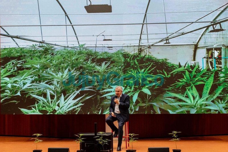 Respaldo de expertos internacionales al proyecto de cannabis medicinal 3
