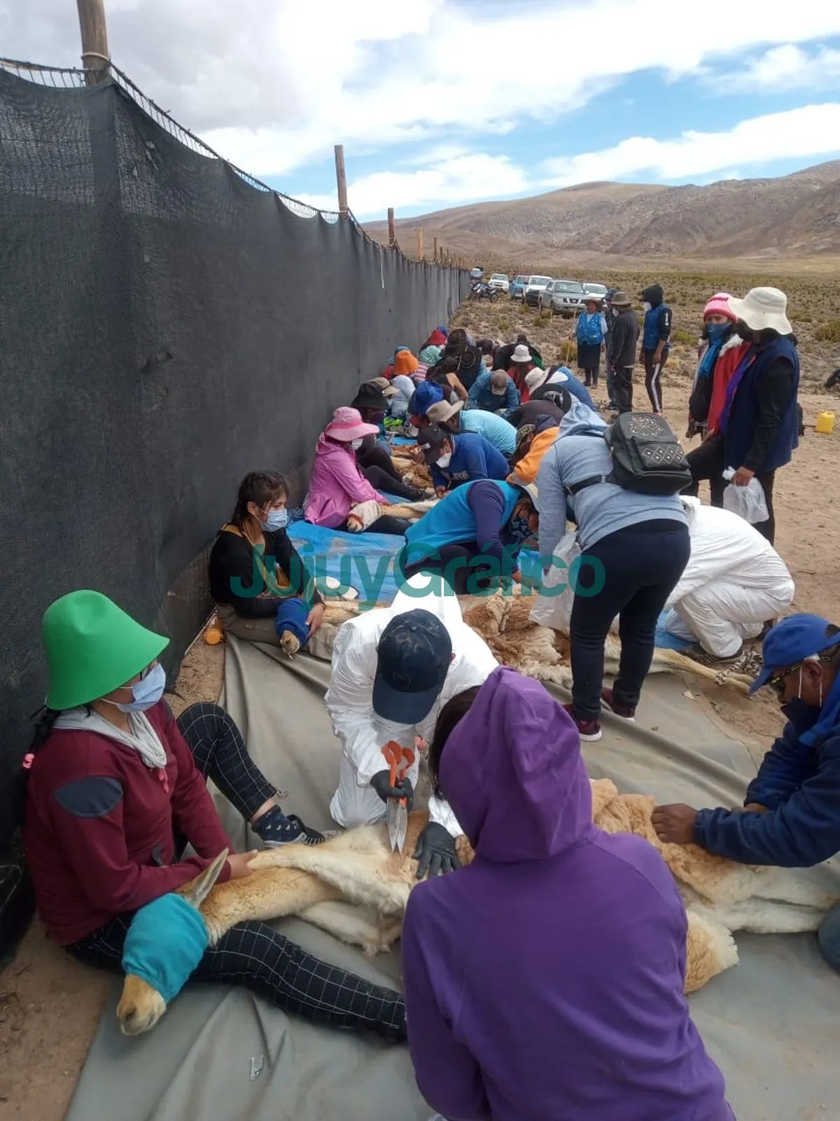 Chakus: Cosecha récord de fibra en las esquilas sustentables de vicuñas 4 Chakus Cosecha record de fibra en las esquilas sustentables de vicunas 1