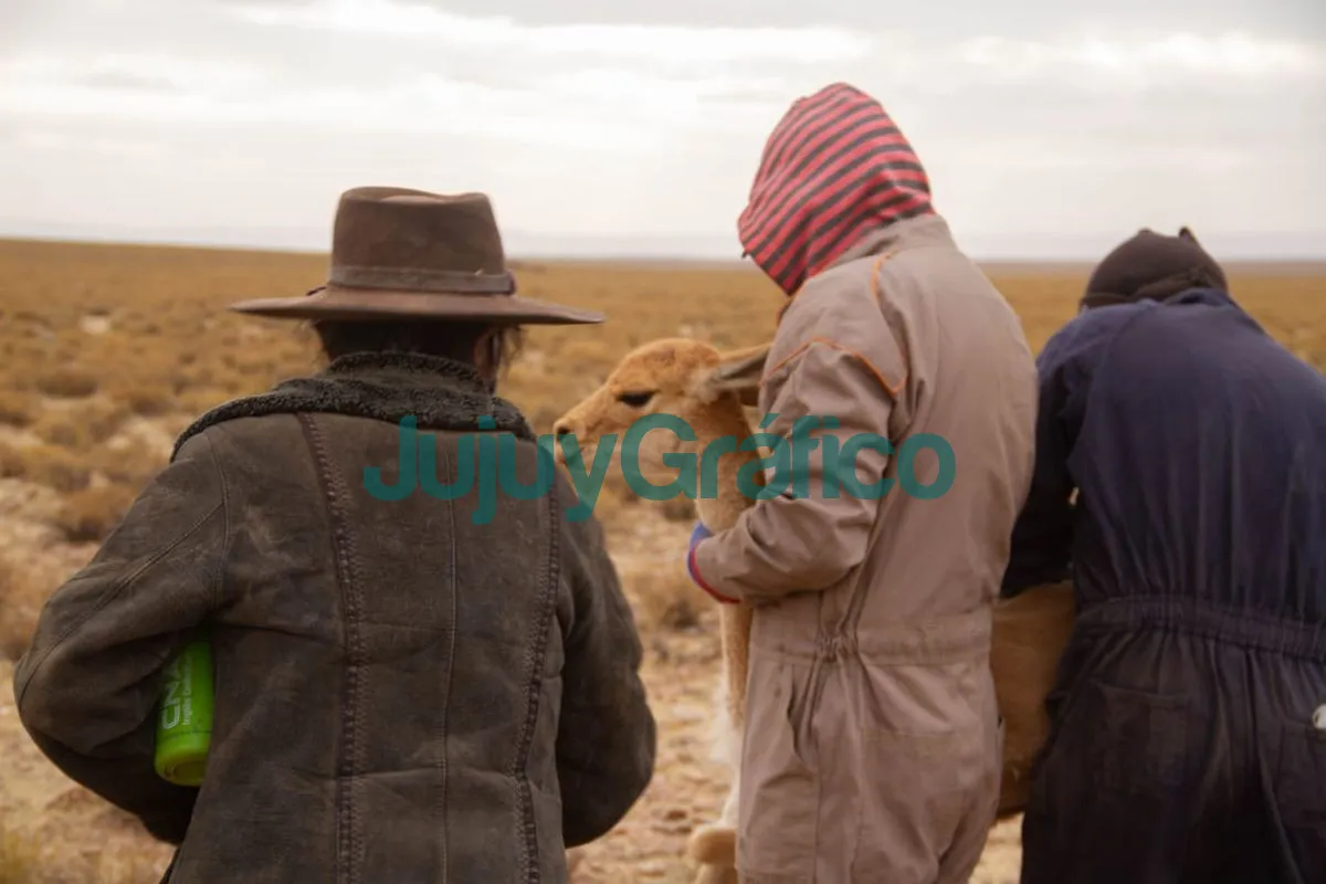 Chakus: Cosecha récord de fibra en las esquilas sustentables de vicuñas 1 Chakus Cosecha record de fibra en las esquilas sustentables de vicunas 2