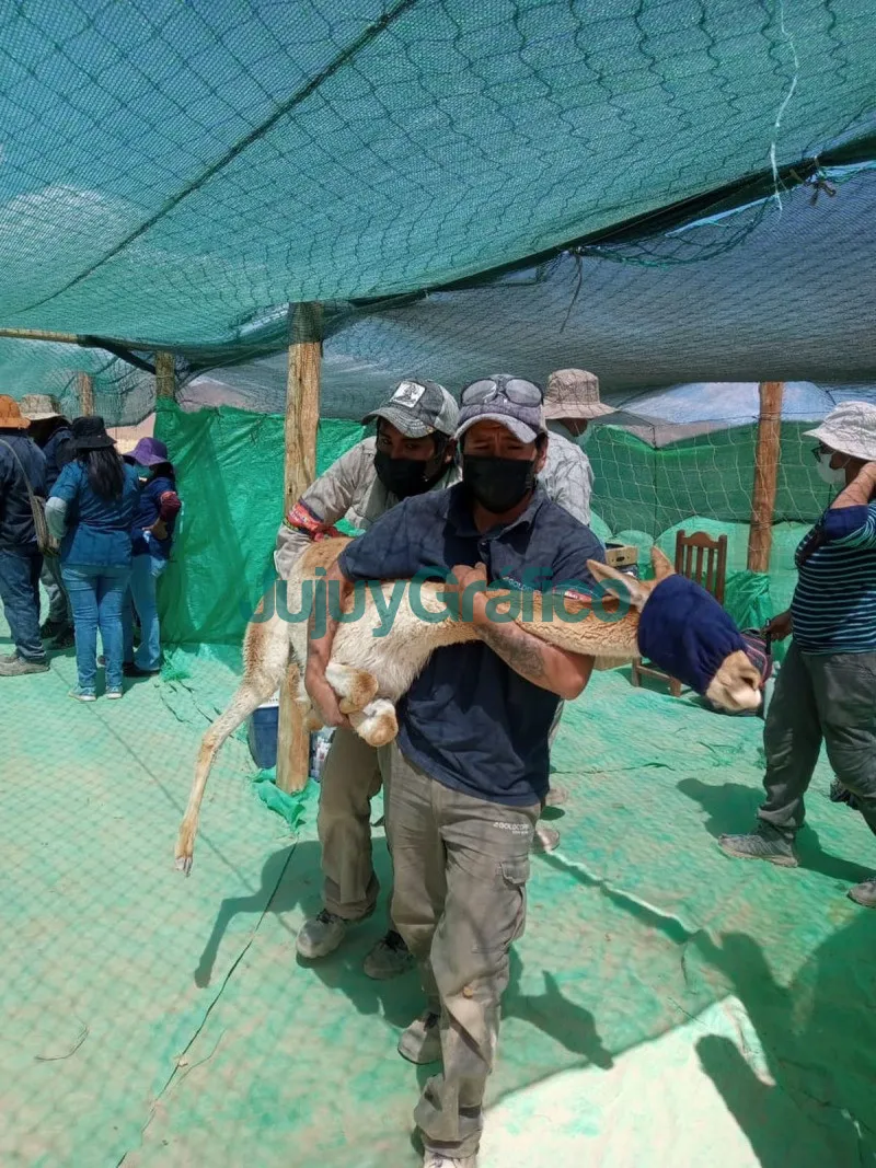 Chakus: Cosecha récord de fibra en las esquilas sustentables de vicuñas 3 Chakus Cosecha record de fibra en las esquilas sustentables de vicunas 3