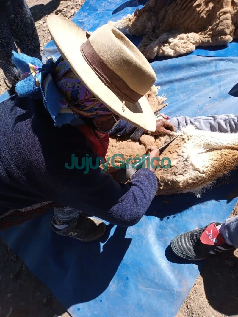 Chakus: Cosecha récord de fibra en las esquilas sustentables de vicuñas 2 Chakus Cosecha record de fibra en las esquilas sustentables de vicunas 4