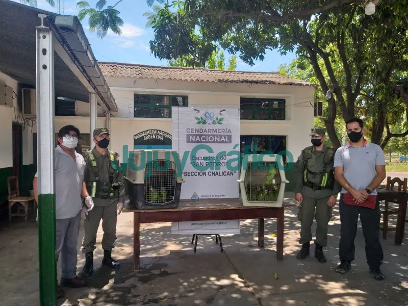 46 loros habladores fueron rescatados del trafico ilegal